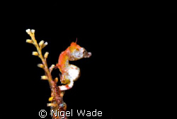 A tiny (5mm) Pygmy Seahorse (Hippocampus Pontohi)clings b... by Nigel Wade 